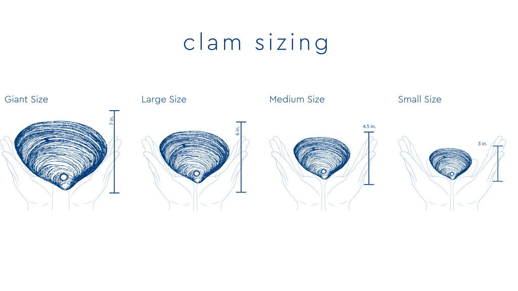 Sea Foam | Shuck & Awe